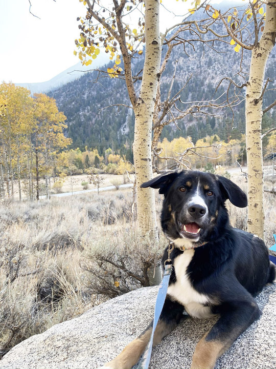 chinook dog